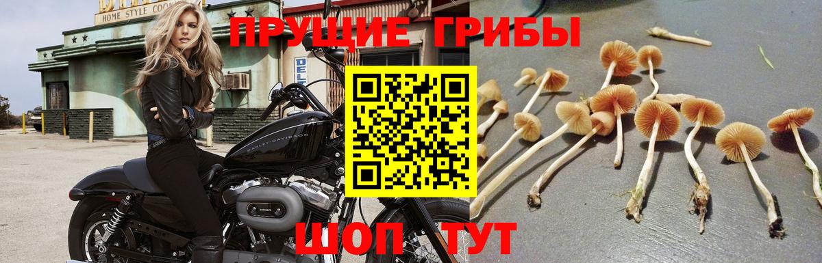 Галлюциногенные грибы Magic Shrooms  Вход с VPN  Дзержинский  Галлюциногенные грибы GOLDEN TEACHER 