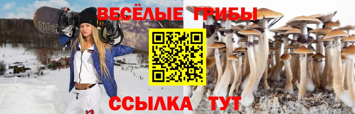 Псилоцибиновые грибы Psilocybine cubensis Дзержинский